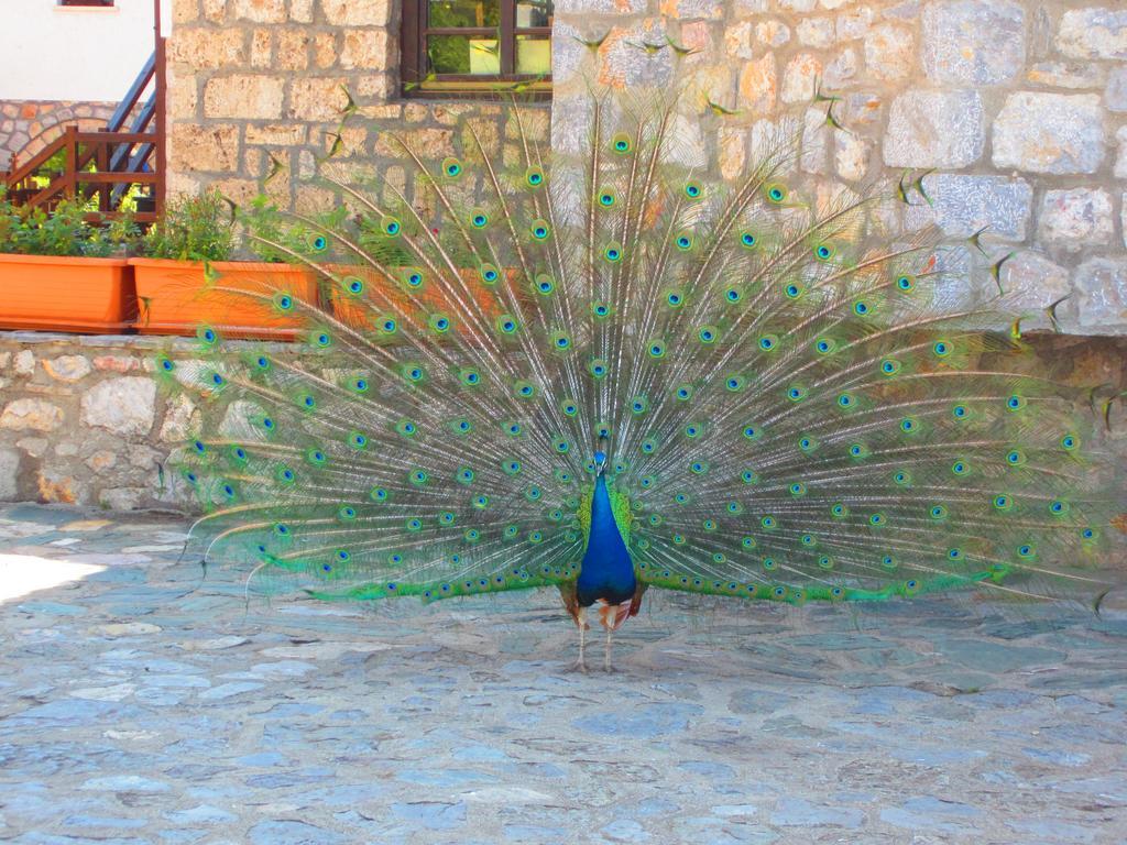 Hotel St. Naum Ljubaništa Buitenkant foto